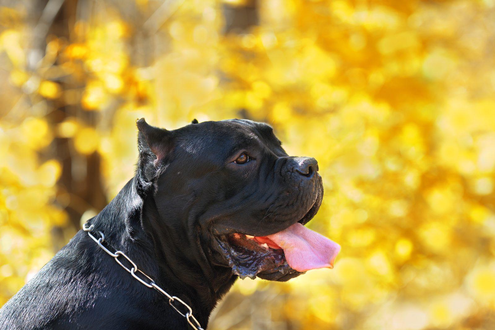 Philadelphia Dog Parks Transform Into Unexpected Community Fitness Hubs